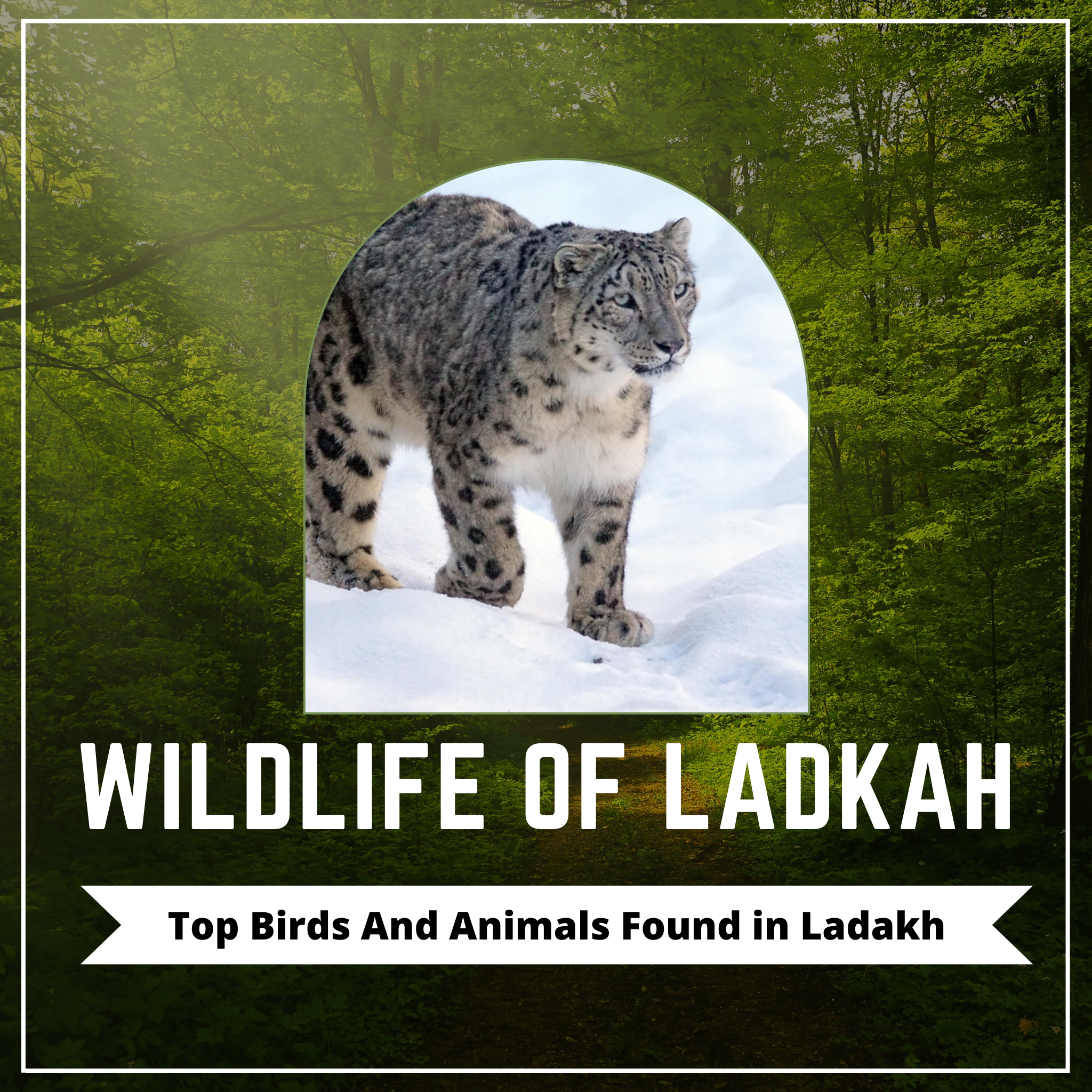 wild life of ladkah