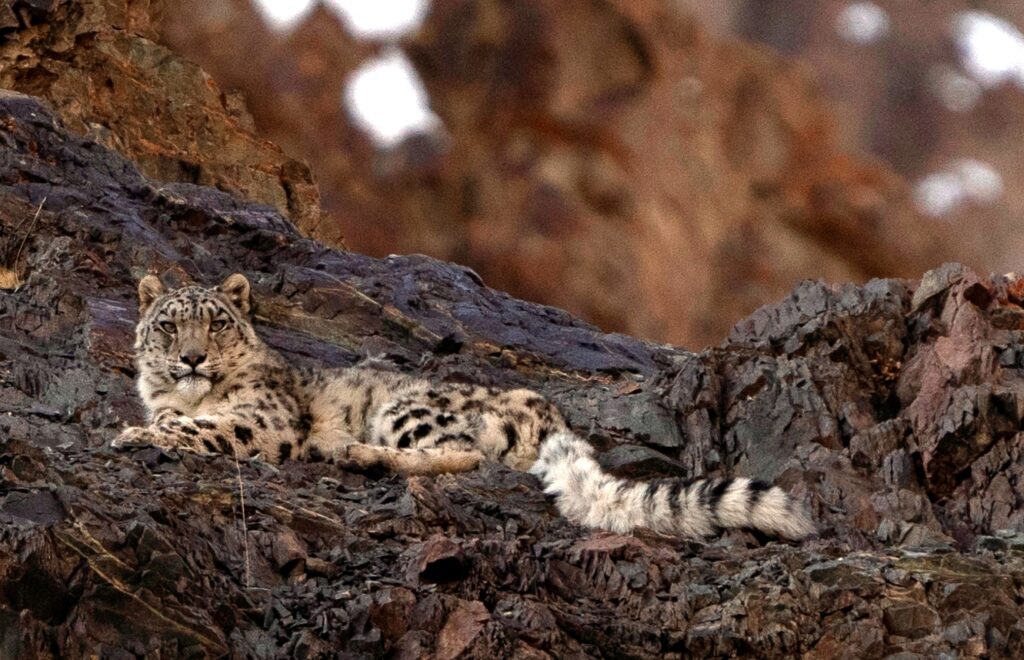 snow leopard in India