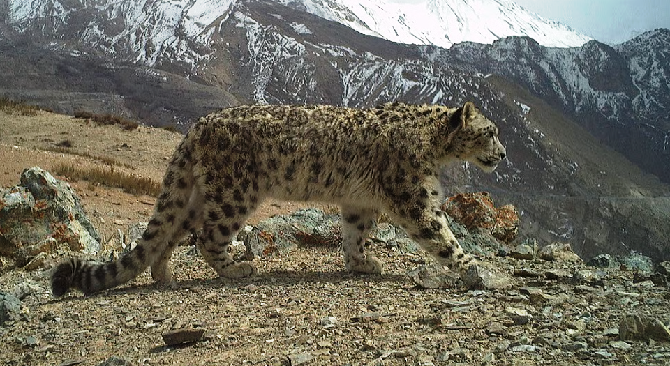 Snow Leopard in India