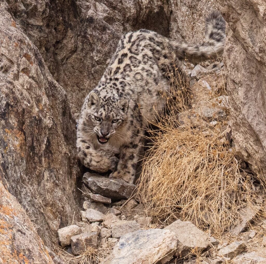 Snow Leopards In Ladakh