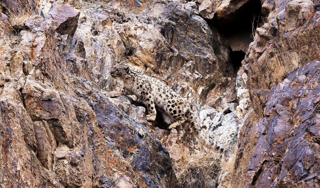 Snow Leopard On Mauntain