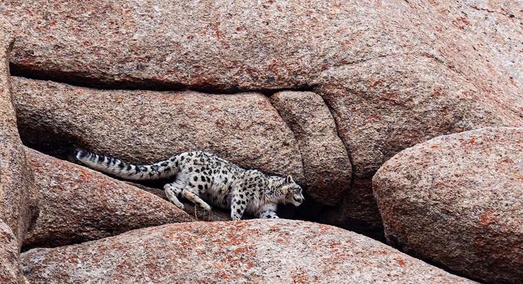 Snow Leopard Expedition