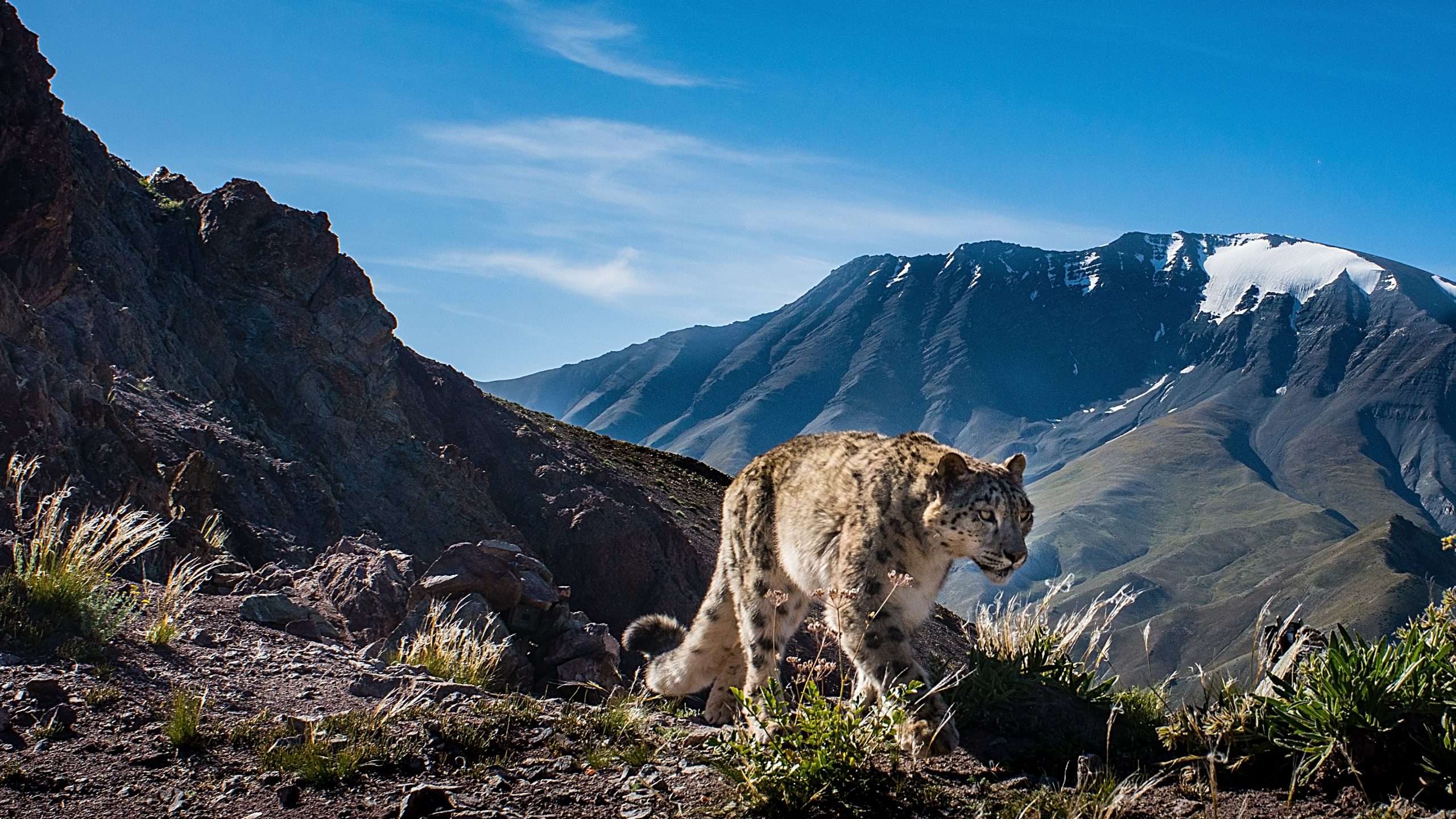 How to Spot The Snow Leopards in Ladakh