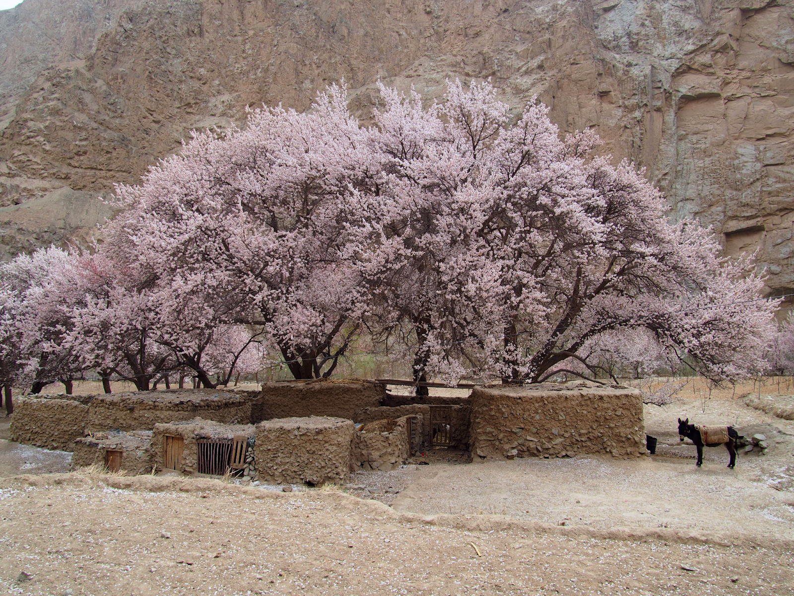 Apricot Blossom in Ladakh