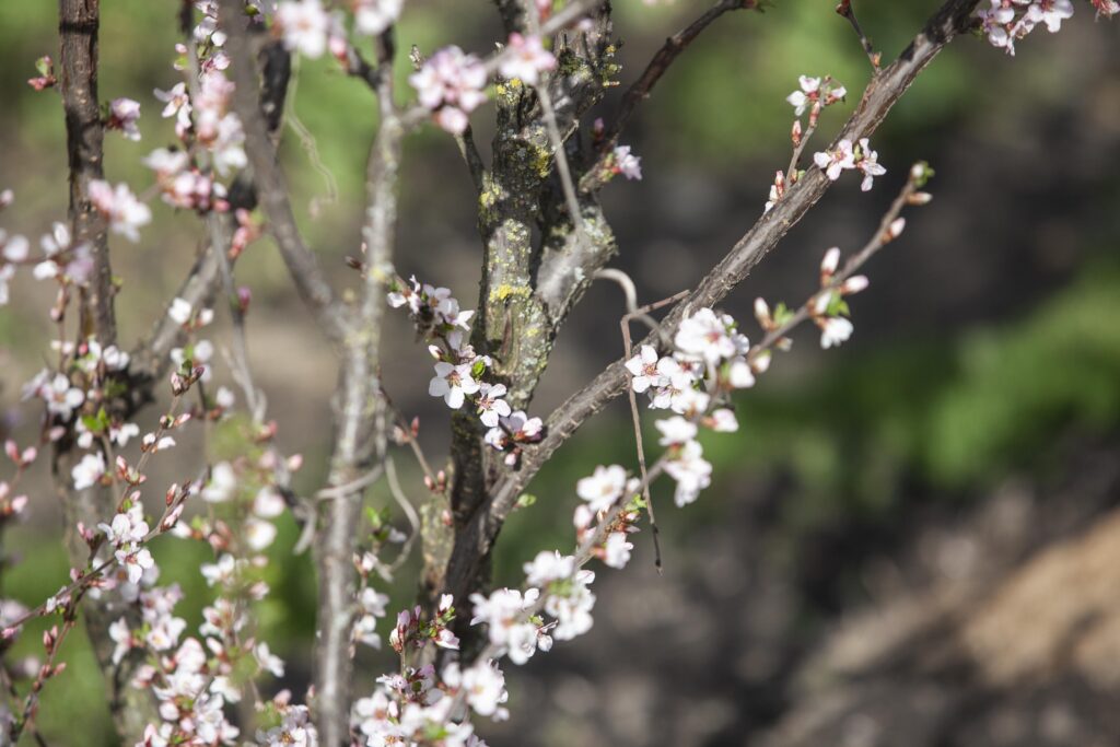 Apricot Blossom
